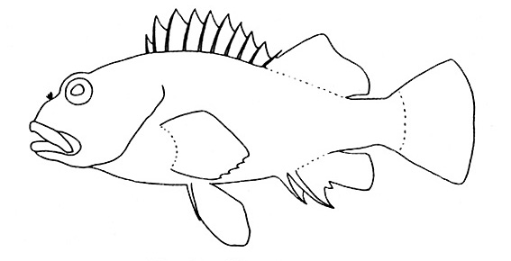 Representative of the Cirrhitidae family (Gosline & Brock, 1960, fig. 106)